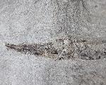 Centricus heinrichi HECKEL 1850 - Bild © FossNet FossilienStore